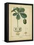 Vintage Turpin Botanical II-Turpin-Framed Stretched Canvas