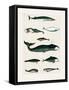 Vintage Whale Poster-Oliver Goldsmith-Framed Stretched Canvas