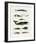 Vintage Whale Poster-Oliver Goldsmith-Framed Photographic Print