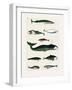 Vintage Whale Poster-Oliver Goldsmith-Framed Photographic Print