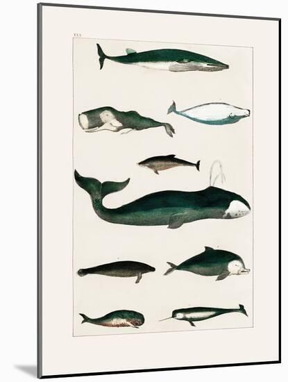 Vintage Whale Poster-Oliver Goldsmith-Mounted Photographic Print