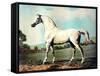 Vintage White Horse Chromolithograph "Mambrino," from the Picture by George Stubbs 1817-Piddix-Framed Stretched Canvas