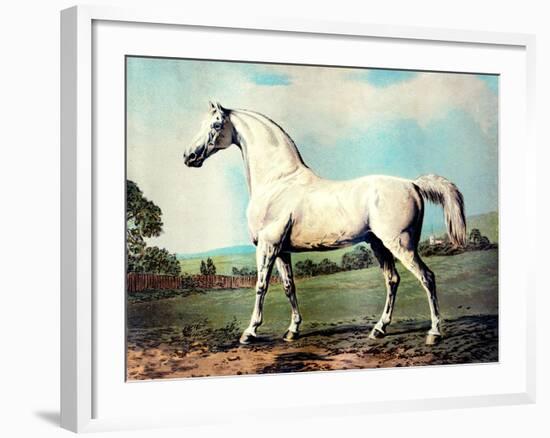 Vintage White Horse Chromolithograph "Mambrino," from the Picture by George Stubbs 1817-Piddix-Framed Art Print