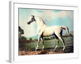 Vintage White Horse Chromolithograph "Mambrino," from the Picture by George Stubbs 1817-Piddix-Framed Art Print