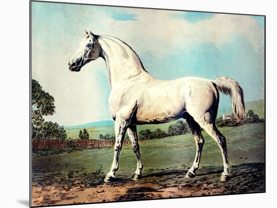 Vintage White Horse Chromolithograph "Mambrino," from the Picture by George Stubbs 1817-Piddix-Mounted Art Print