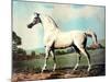 Vintage White Horse Chromolithograph "Mambrino," from the Picture by George Stubbs 1817-Piddix-Mounted Art Print