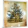 Vintage Winter Background With Pine Tree-Maugli-l-Mounted Art Print