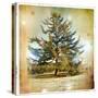 Vintage Winter Background With Pine Tree-Maugli-l-Stretched Canvas