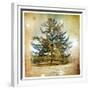 Vintage Winter Background With Pine Tree-Maugli-l-Framed Premium Giclee Print