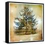 Vintage Winter Background With Pine Tree-Maugli-l-Framed Stretched Canvas