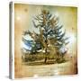 Vintage Winter Background With Pine Tree-Maugli-l-Stretched Canvas