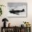 Vintage World War II Photo of a P-40 Fighter Plane-Stocktrek Images-Photographic Print displayed on a wall