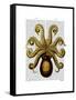 Vintage Yellow Octopus Underside-Fab Funky-Framed Stretched Canvas