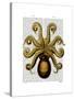 Vintage Yellow Octopus Underside-Fab Funky-Stretched Canvas