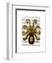 Vintage Yellow Octopus Underside-Fab Funky-Framed Art Print