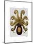 Vintage Yellow Octopus Underside-Fab Funky-Mounted Art Print