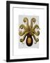 Vintage Yellow Octopus Underside-Fab Funky-Framed Art Print