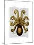 Vintage Yellow Octopus Underside-Fab Funky-Mounted Art Print