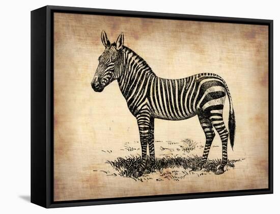 Vintage Zeebra-NaxArt-Framed Stretched Canvas