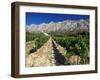 Vinyard at the Foot of Motagne Ste-Victorie Near Aix-En-Provence, Bouches-De-Rhone, France-Ruth Tomlinson-Framed Photographic Print