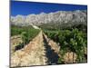 Vinyard at the Foot of Motagne Ste-Victorie Near Aix-En-Provence, Bouches-De-Rhone, France-Ruth Tomlinson-Mounted Photographic Print