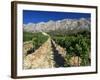 Vinyard at the Foot of Motagne Ste-Victorie Near Aix-En-Provence, Bouches-De-Rhone, France-Ruth Tomlinson-Framed Photographic Print