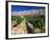 Vinyard at the Foot of Motagne Ste-Victorie Near Aix-En-Provence, Bouches-De-Rhone, France-Ruth Tomlinson-Framed Photographic Print