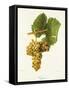 Viognier Grape-J. Troncy-Framed Stretched Canvas