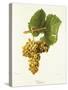 Viognier Grape-J. Troncy-Stretched Canvas