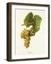 Viognier Grape-J. Troncy-Framed Giclee Print