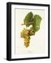 Viognier Grape-J. Troncy-Framed Giclee Print