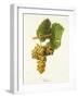 Viognier Grape-J. Troncy-Framed Giclee Print