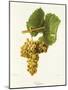 Viognier Grape-J. Troncy-Mounted Giclee Print