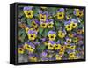 Viola Flowers-Robert Harding-Framed Stretched Canvas