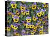 Viola Flowers-Robert Harding-Stretched Canvas