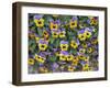 Viola Flowers-Robert Harding-Framed Photographic Print