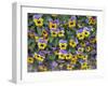 Viola Flowers-Robert Harding-Framed Photographic Print