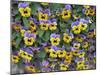 Viola Flowers-Robert Harding-Mounted Photographic Print