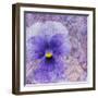 Viola - Secret Love-Cora Niele-Framed Photographic Print