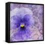 Viola - Secret Love-Cora Niele-Framed Stretched Canvas