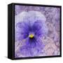 Viola - Secret Love-Cora Niele-Framed Stretched Canvas