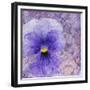 Viola - Secret Love-Cora Niele-Framed Photographic Print