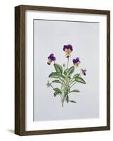 Viola Tricolor, 1999-Ruth Hall-Framed Giclee Print