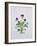 Viola Tricolor, 1999-Ruth Hall-Framed Giclee Print