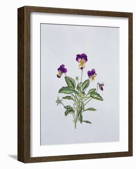 Viola Tricolor, 1999-Ruth Hall-Framed Giclee Print