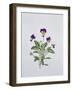 Viola Tricolor, 1999-Ruth Hall-Framed Giclee Print