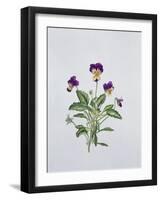 Viola Tricolor, 1999-Ruth Hall-Framed Giclee Print