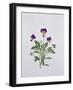 Viola Tricolor, 1999-Ruth Hall-Framed Giclee Print