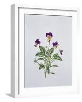 Viola Tricolor, 1999-Ruth Hall-Framed Giclee Print