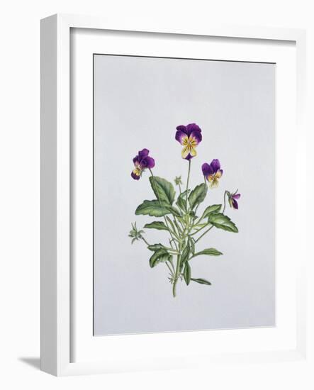 Viola Tricolor, 1999-Ruth Hall-Framed Giclee Print